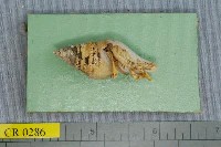 藏品(眼球寄居蟹)的圖片